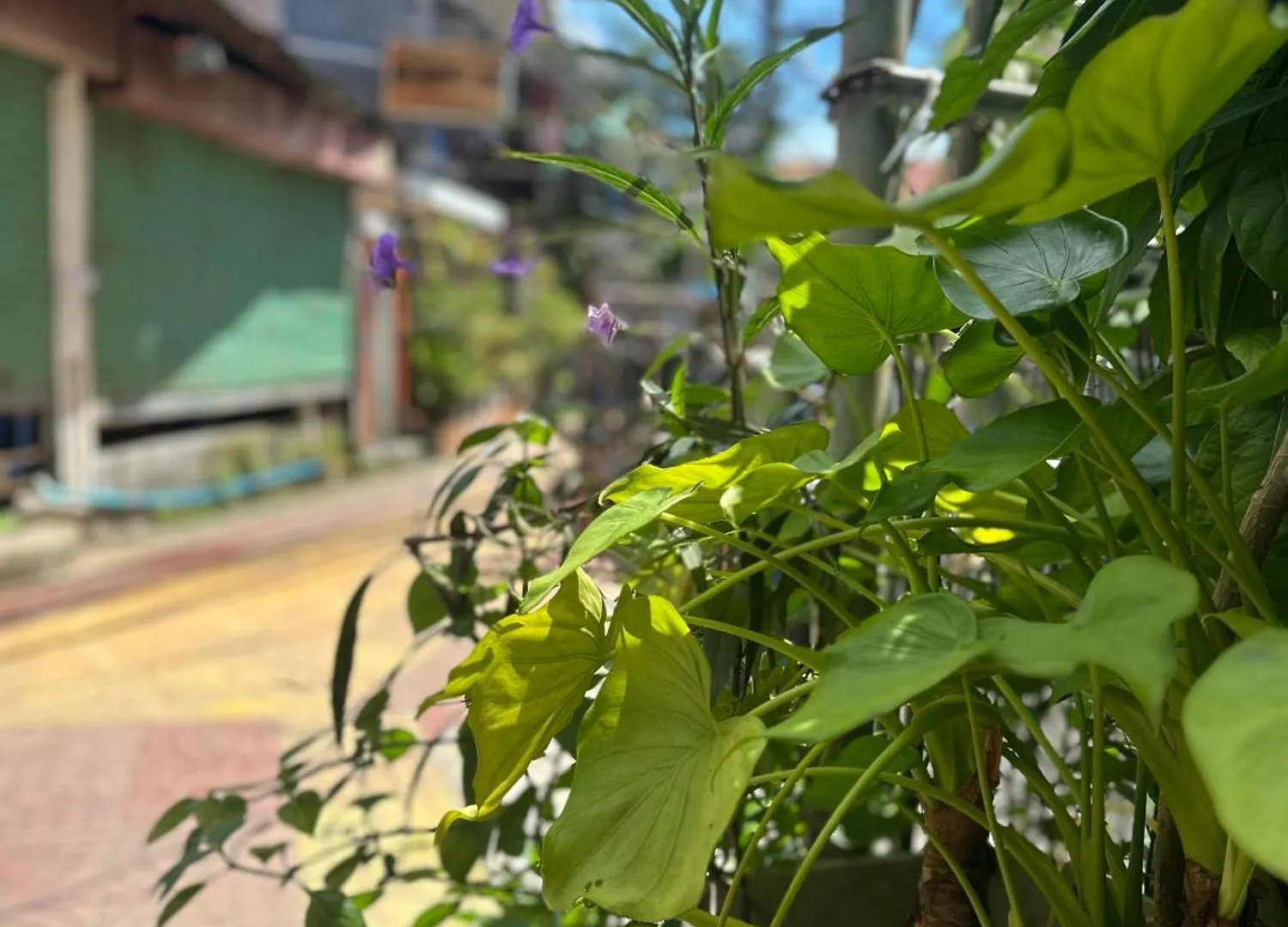 Bang Sit Guest House Phi Phi Don